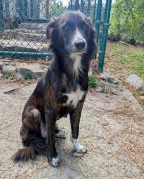 Lola -  Collie Dog for Adoption in Little Rock, Arkansas - Lola | PetCurious