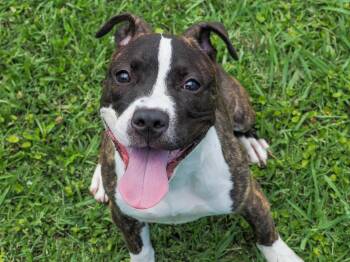 Meadow -  Mixed Breed Dog Available for Adoption in Myrtle Beach, South Carolina - Meadow | PetCurious