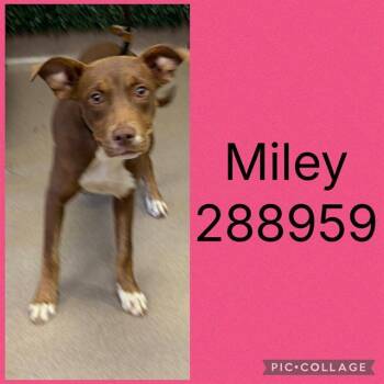 MILEY -  Mixed Breed Dog for Adoption in Macon, Georgia - MILEY | PetCurious