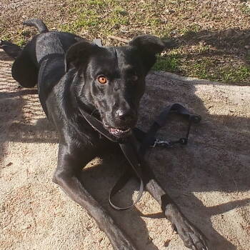Rescue Black Labrador Retriever Dogs for Adoption in Dallas, Texas - Nova Cora | PetCurious