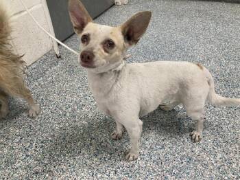 LOUISE -  Chihuahua Dog for Adoption in Long Beach, California - LOUISE | PetCurious