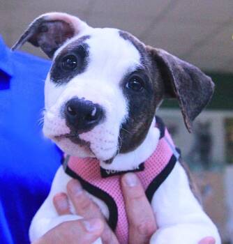 Everest -  Pit Bull Terrier Dog for Adoption - Everest | PetCurious