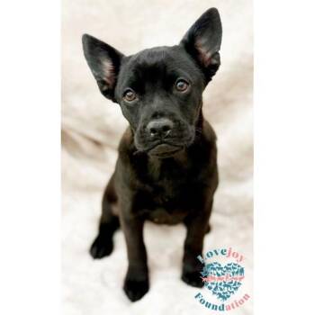 Sesame Litter-Sesame Seeds -  French Bulldog and Pug Dog for Adoption in Inglewood, California - Sesame Litter-Sesame Seeds | PetCurious