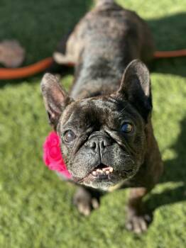 MYRTLE -  French Bulldog Dog for Adoption in San Francisco, California - MYRTLE | PetCurious