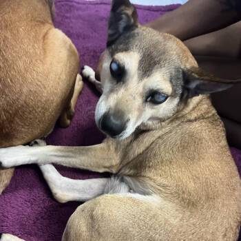 Noctren -  Terrier Dog for Adoption in St. Louis, Missouri - Noctren | PetCurious