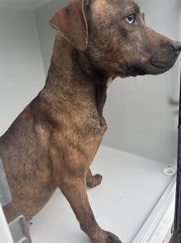 Labrador Retriever and Mixed Breed Dogs Available for Adoption in Houston, Texas - A655501 | PetCurious