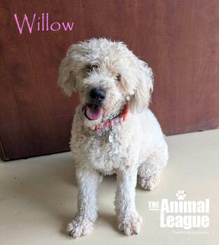 Willow -  Wheaten Terrier Dog for Adoption in Groveland, Florida - Willow | PetCurious