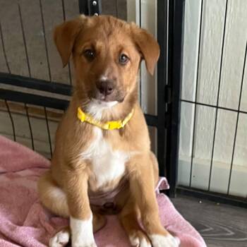 Mia -  Mixed Breed Dog for Adoption in Chino Valley, Arizona - Mia | PetCurious