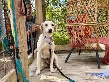 Powder Puff the Delicate Daisy -  Beagle and Labrador Retriever Dog for Adoption in Friendswood, Texas - Powder Puff The Delicate Daisy | PetCurious