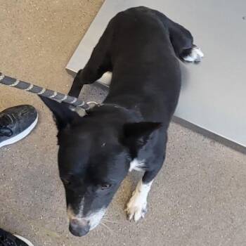 Mixed Breed Dogs Available for Adoption in Las Cruces, New Mexico - Perry | PetCurious