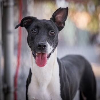 Shiva -  Whippet and Hound Dog for Adoption in Twentynine Palms, California - Shiva | PetCurious