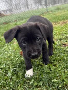 Border Collie Dogs Available for Adoption - Porsche | PetCurious