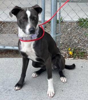 Pit Bull Terrier Dogs Available for Adoption in Elko, Nevada - 60792634 | PetCurious