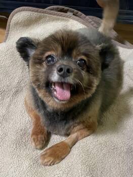 Rescue Spaniel Dogs for Adoption in Livermore, California - Tigger | PetCurious