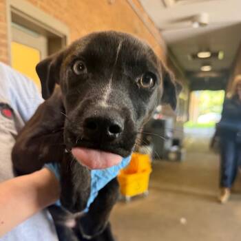 Dara -  Terrier Dog for Adoption in Birmingham, Alabama - Dara | PetCurious