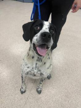 Nitro -  Pointer Dog for Adoption in Teterboro, New Jersey - Nitro | PetCurious