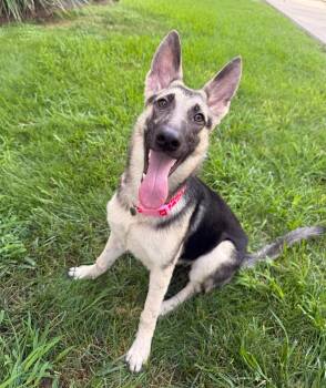 ZETA -  German Shepherd Dog Dog for Adoption in Houston, Texas - ZETA | PetCurious