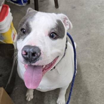 Zeus -  Staffordshire Bull Terrier Dog for Adoption in Butler, Kentucky - Zeus | PetCurious