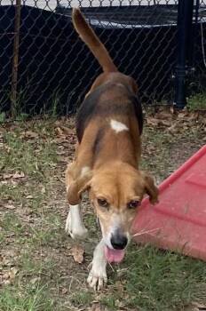 Gorilla(HW+) -  Hound and Mixed Breed Dog for Adoption in Conway, South Carolina - Gorilla(HW+) | PetCurious