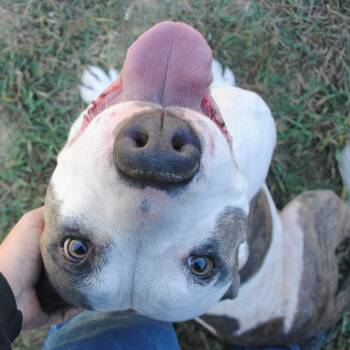 Greta -  Mixed Breed Dog for Adoption in Manchester, Tennessee - Greta | PetCurious
