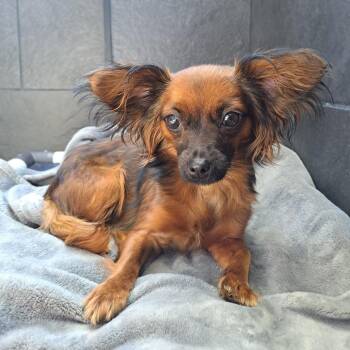 Pepsi -  Mixed Breed Dog for Adoption in Philadelphia, Pennsylvania - Pepsi | PetCurious