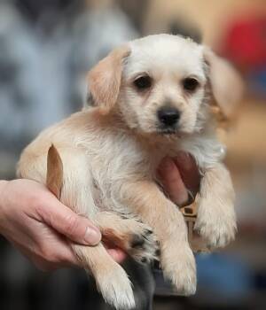 Dachshund and Chihuahua Dogs Available for Adoption in Oroville, Washington - Biscuit | PetCurious