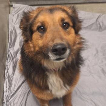 Shepherd and Mixed Breed Dogs Available for Adoption in Flagstaff, Arizona - Castle | PetCurious