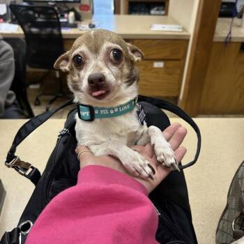 Chihuahua Dogs Available for Adoption in Tacoma, Washington - Poncho | PetCurious