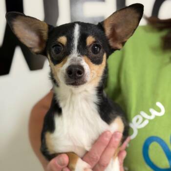 Chihuahua Dogs Available for Adoption in Brownsboro, Alabama - Taco Bell | PetCurious