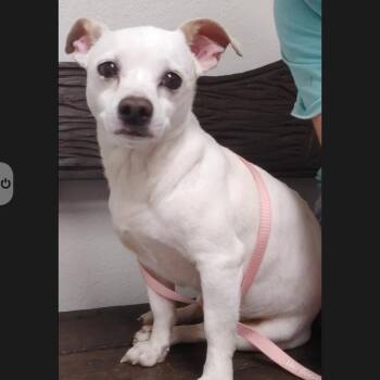 Twister -  Chihuahua and Terrier Dog for Adoption in Seguin, Texas - Twister | PetCurious