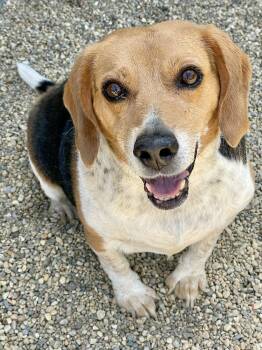 Theo -  Beagle Dog for Adoption in Lacon, Illinois - Theo | PetCurious