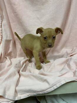 JESSICA RABBIT -  Chihuahua and Mixed Breed Dog for Adoption in Modesto, California - JESSICA RABBIT | PetCurious