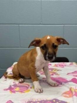 Bodega -  Mixed Breed Dog for Adoption in Kansas City, Missouri - Bodega | PetCurious