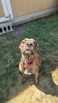 Rescue Pit Bull Terrier and Catahoula Leopard Dog Dogs for Adoption in Effingham, Illinois - Sadie Mae | PetCurious