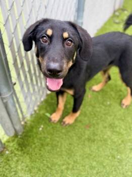 Luna -  Rottweiler Dog for Adoption in Salt Lake City, Utah - Luna | PetCurious
