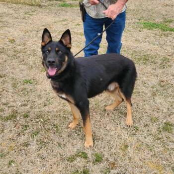 German Shepherd Dog Dogs Available for Adoption in Denver, Colorado - Cruz | PetCurious