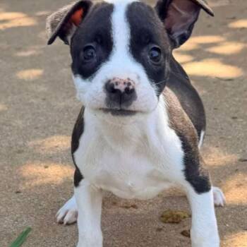Dixie -  Labrador Retriever and Pit Bull Terrier Dog for Adoption in Reno, Nevada - Dixie | PetCurious