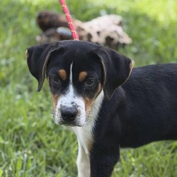 BUTTERBEAN -  Beagle Dog for Adoption in Locust Fork, Alabama - BUTTERBEAN | PetCurious