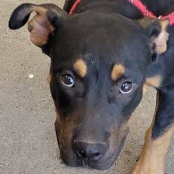 Spike -  Mixed Breed Dog for Adoption in Las Cruces, New Mexico - Spike | PetCurious
