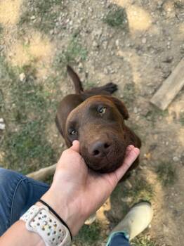 Rescue Labrador Retriever and Mixed Breed Dogs for Adoption in Fayetteville, Tennessee - Maple | PetCurious