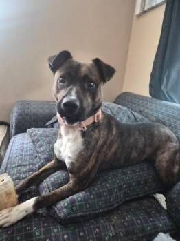Stevie Nix -  Terrier Dog for Adoption in Newnan, Georgia - Stevie Nix | PetCurious