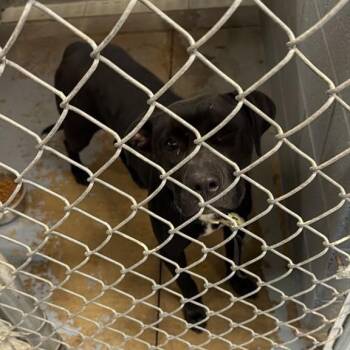 Marmaduke -  Mixed Breed Dog for Adoption in Gadsden, Alabama - Marmaduke | PetCurious