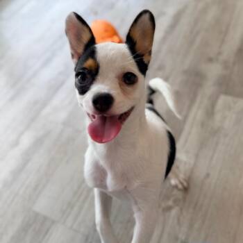 Tiny Marshmallow -  Chihuahua and Mixed Breed Dog for Adoption in Green Bay, Wisconsin - Tiny Marshmallow | PetCurious