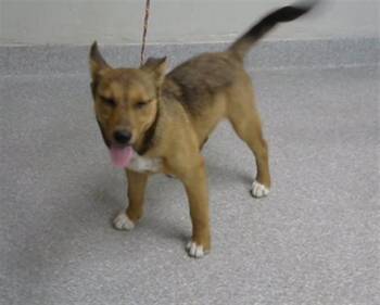 German Shepherd Dog and Mixed Breed Dogs Available for Adoption in Pasadena, Texas - A185134 | PetCurious