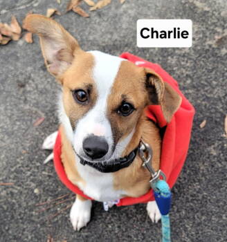 Rescue Terrier and Corgi Dogs for Adoption in Visalia, California - Charlie | PetCurious