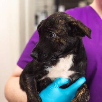 Waffle Fry -  Black Mouth Cur and Mixed Breed Dog for Adoption in Morton Grove, Illinois - Waffle Fry | PetCurious