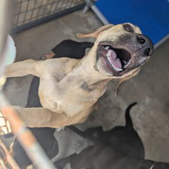 Rescue Hound Dogs for Adoption in Parrish, Alabama - Rod | PetCurious