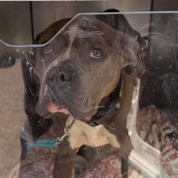 Mixed Breed Dogs Available for Adoption in Philadelphia, Pennsylvania - Paula | PetCurious