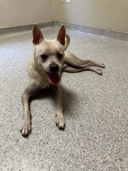 Chihuahua and Bulldog Dogs Available for Adoption - Chase Available At Charlie