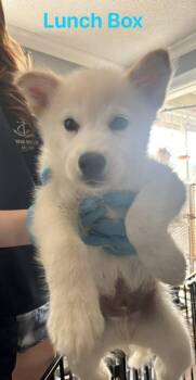 Lunch Box -  Mixed Breed Dog Available for Adoption in Athens, Ontario - Lunch Box | PetCurious